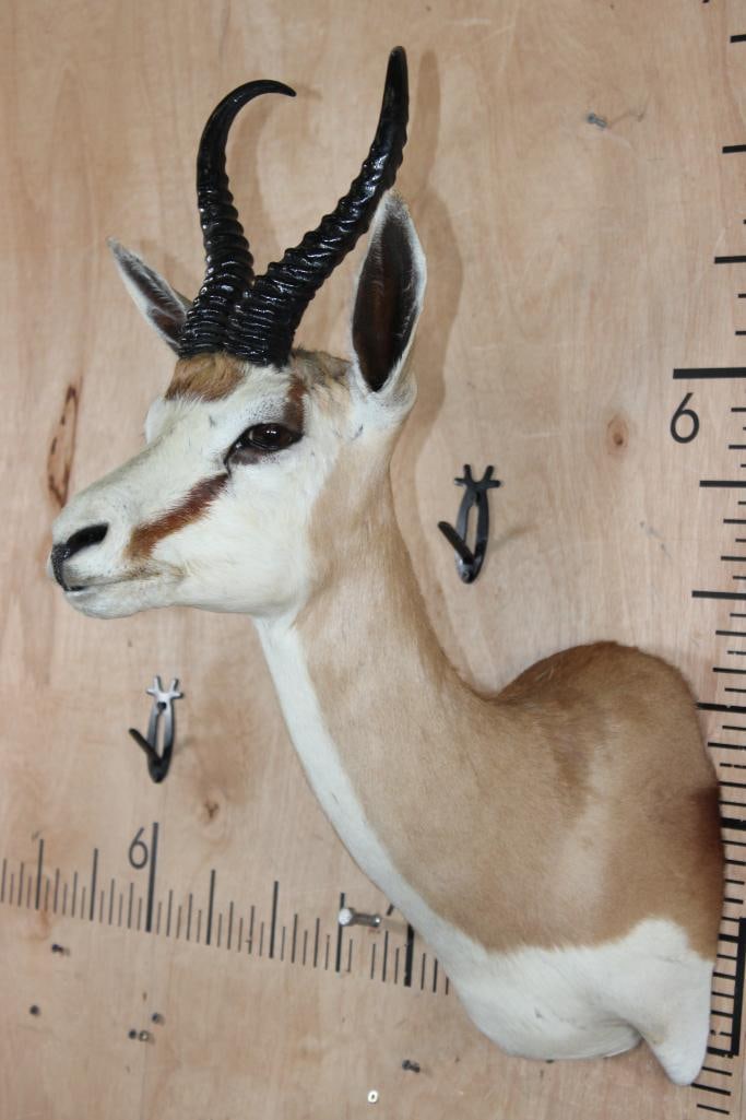 SPRINGBOK Shoulder Mount - 2