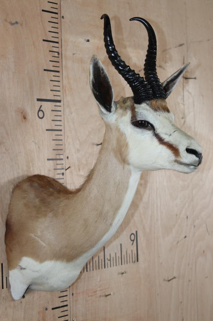 SPRINGBOK Shoulder Mount - 3