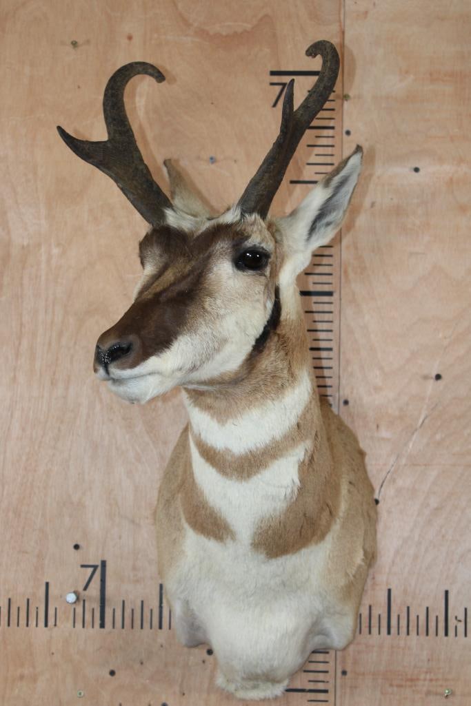 PRONGHORN Shoulder Mount - 2