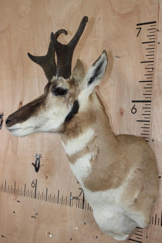 PRONGHORN Shoulder Mount - 3