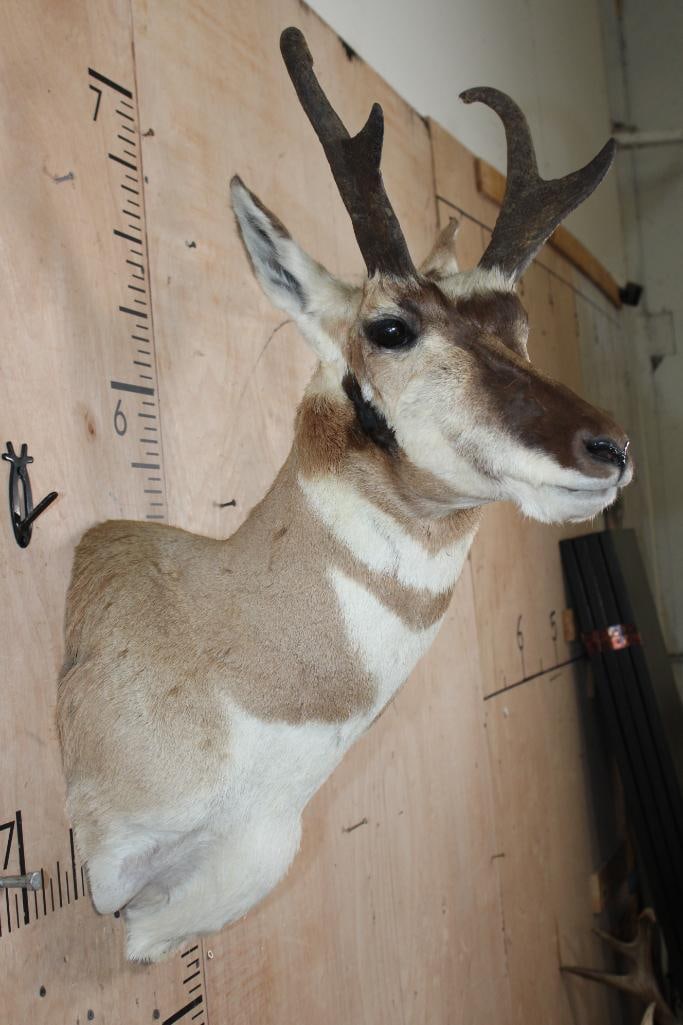 PRONGHORN Shoulder Mount - 4