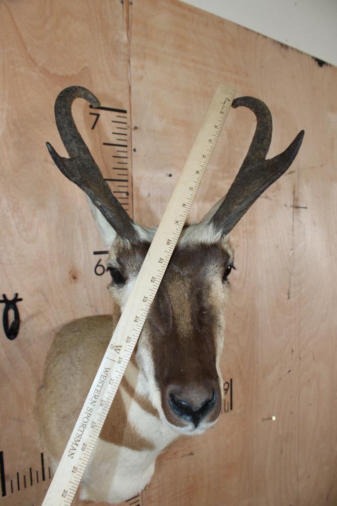 PRONGHORN Shoulder Mount - 5