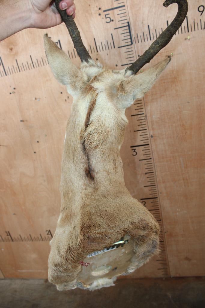 PRONGHORN Shoulder Mount - 6