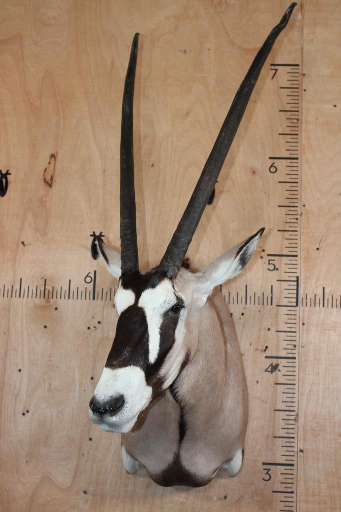 GEMSBOK Shoulder Mount - 2
