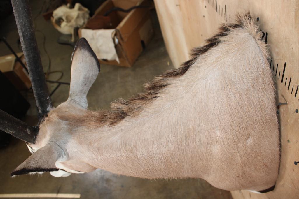 GEMSBOK Shoulder Mount - 7