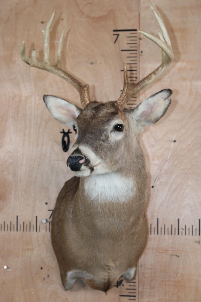 11-Point WHITETAIL DEER Shoulder Mount - 2