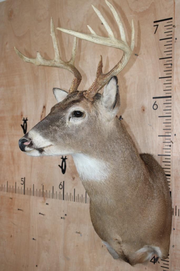 11-Point WHITETAIL DEER Shoulder Mount - 3