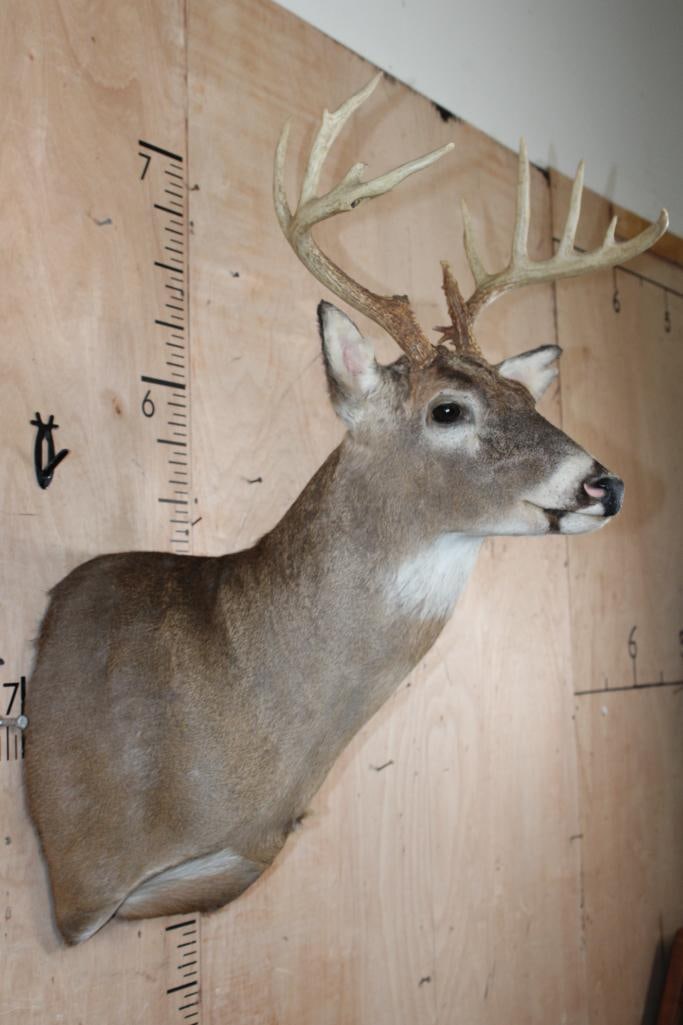 11-Point WHITETAIL DEER Shoulder Mount - 4