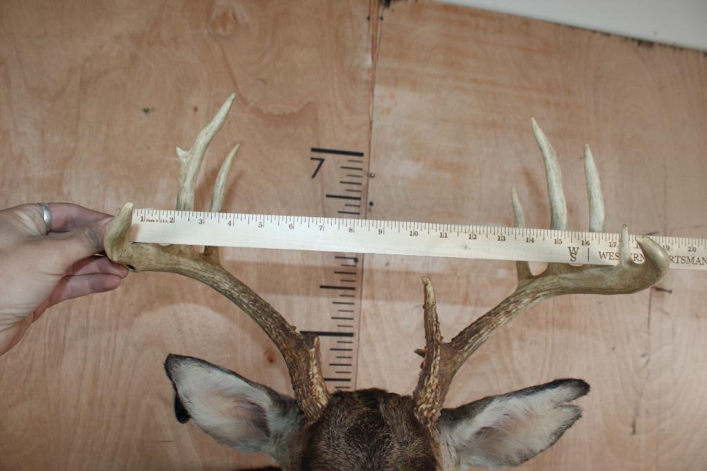 11-Point WHITETAIL DEER Shoulder Mount - 5