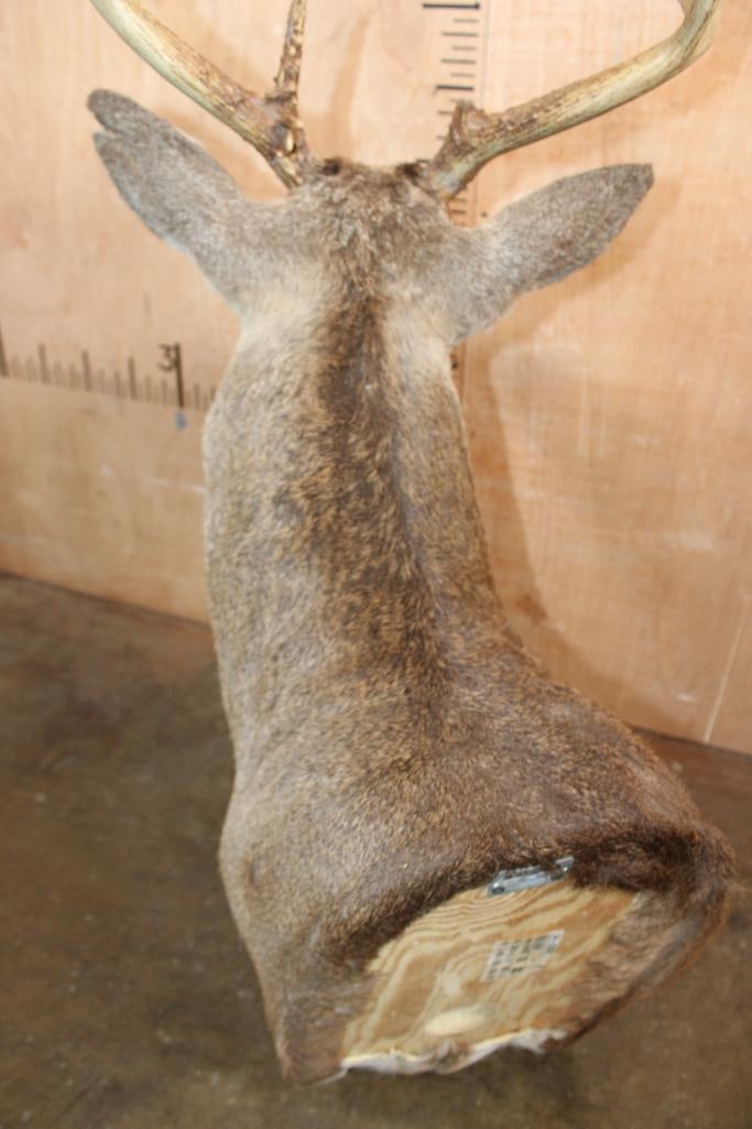 11-Point WHITETAIL DEER Shoulder Mount - 6