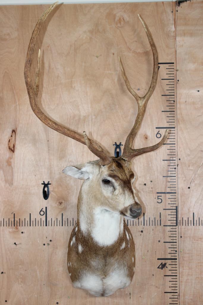 Big 6-Point AXIS DEER Shoulder Mount - 2