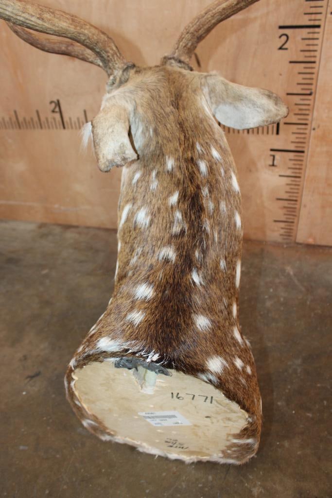 Big 6-Point AXIS DEER Shoulder Mount - 7