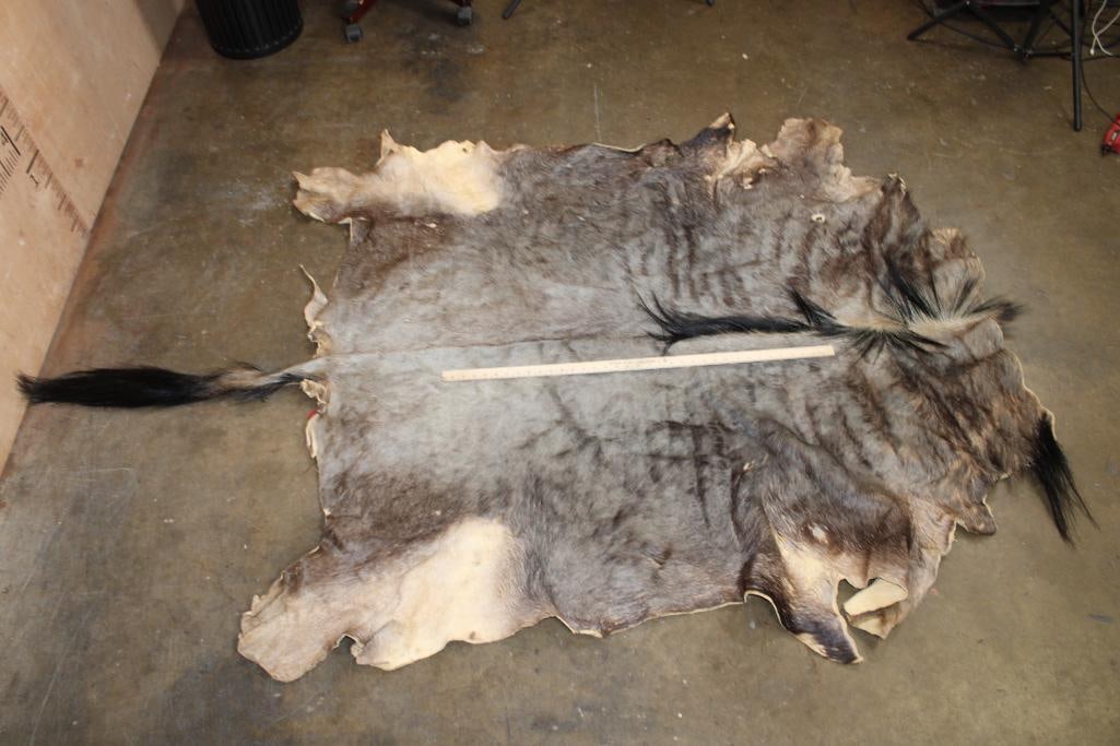 BLUE WILDEBEEST Hide - 2