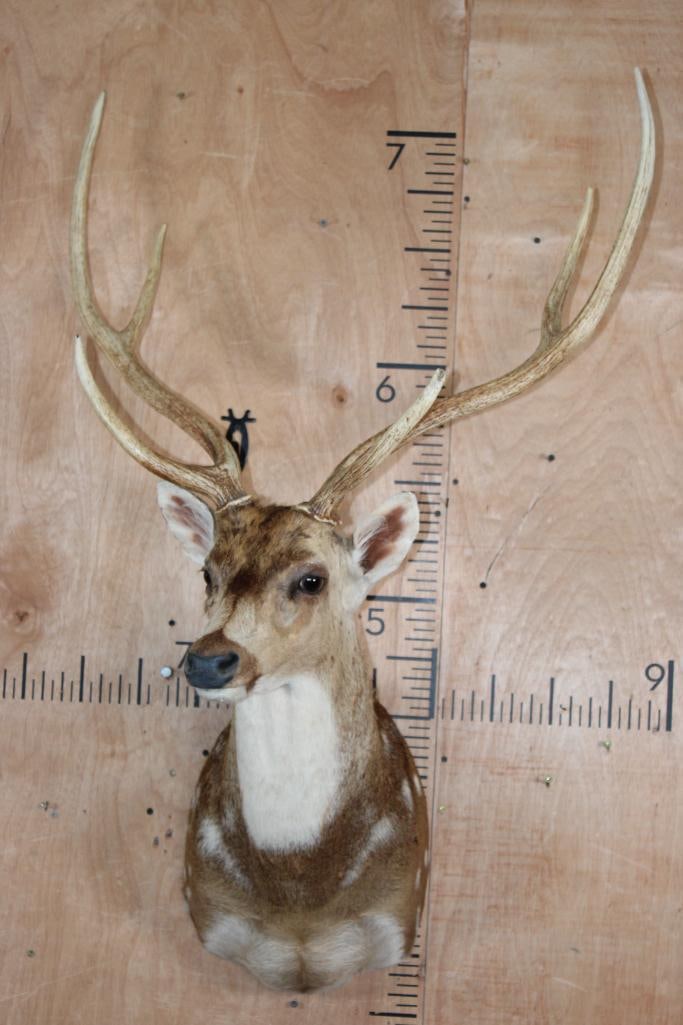 Big AXIS DEER Shoulder Mount - 2