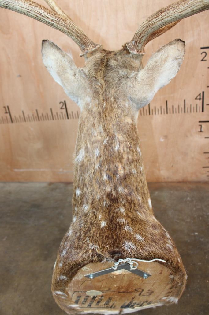 Big AXIS DEER Shoulder Mount - 7