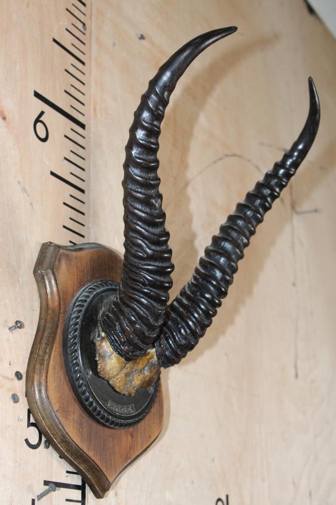 XXL Set of SPRINGBOK Horns on a Wood Plaque with a Copper Name Plate - 2