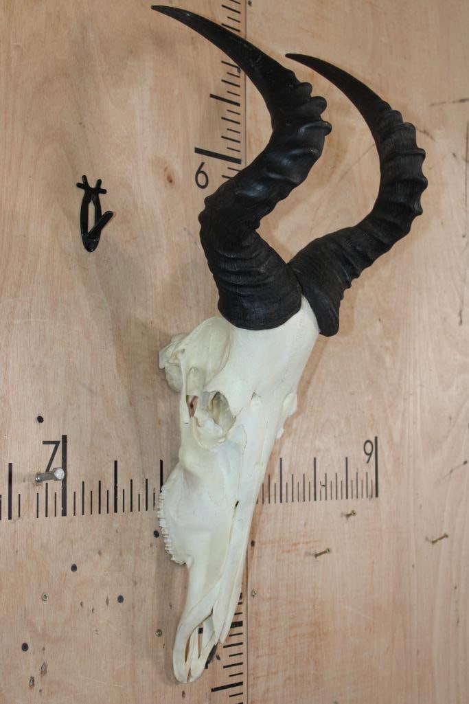 XXL RED HARTEBEEST Skull - 2