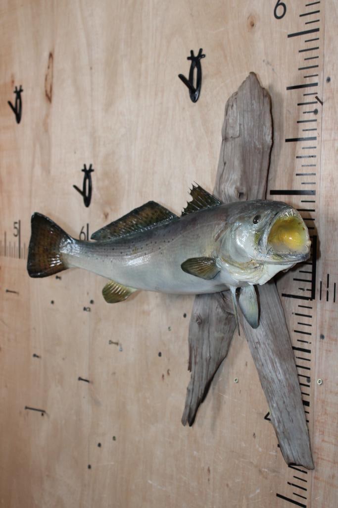 *Real Skin* SPOTTED SEATROUT Fish mounted on a Driftwood Wall Hanging Base - 2