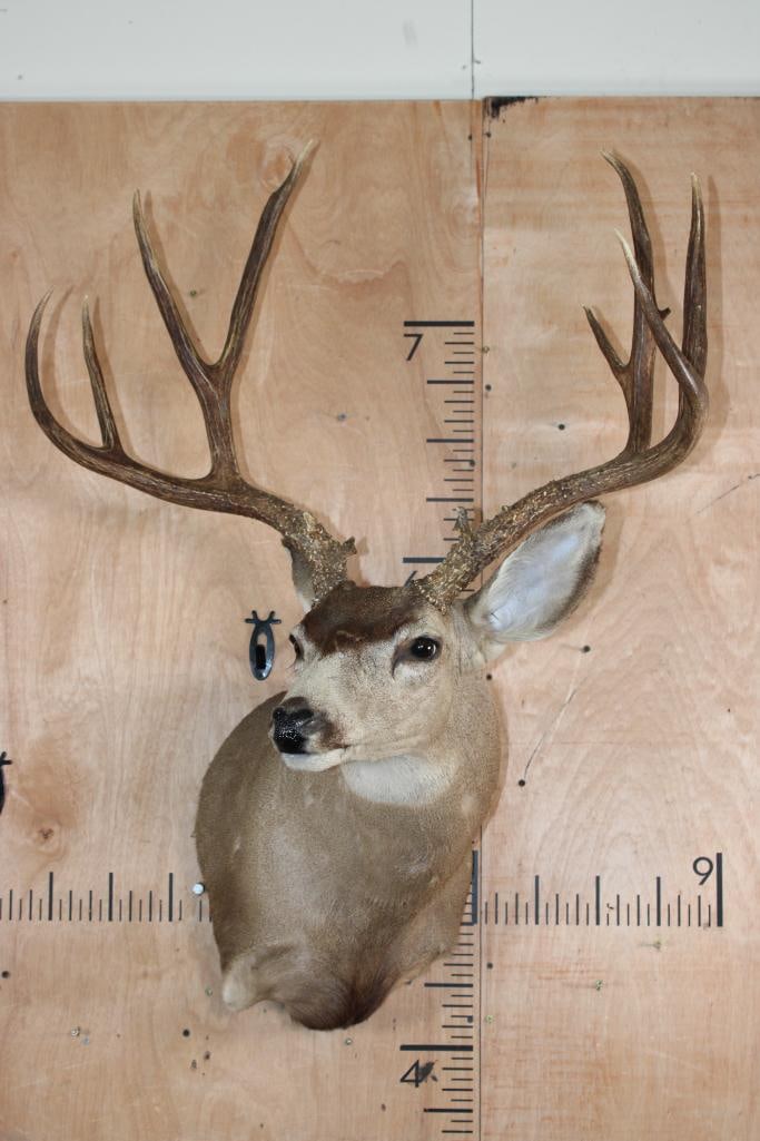 Big 12-Point MULE DEER on a Wall Pedestal - 2