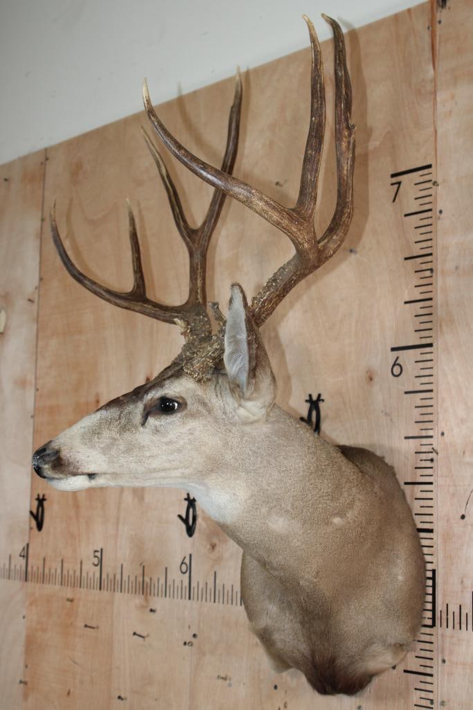 Big 12-Point MULE DEER on a Wall Pedestal - 3
