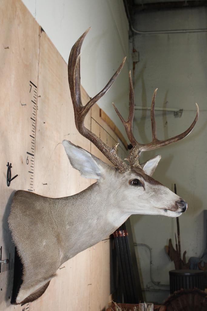 Big 12-Point MULE DEER on a Wall Pedestal - 4