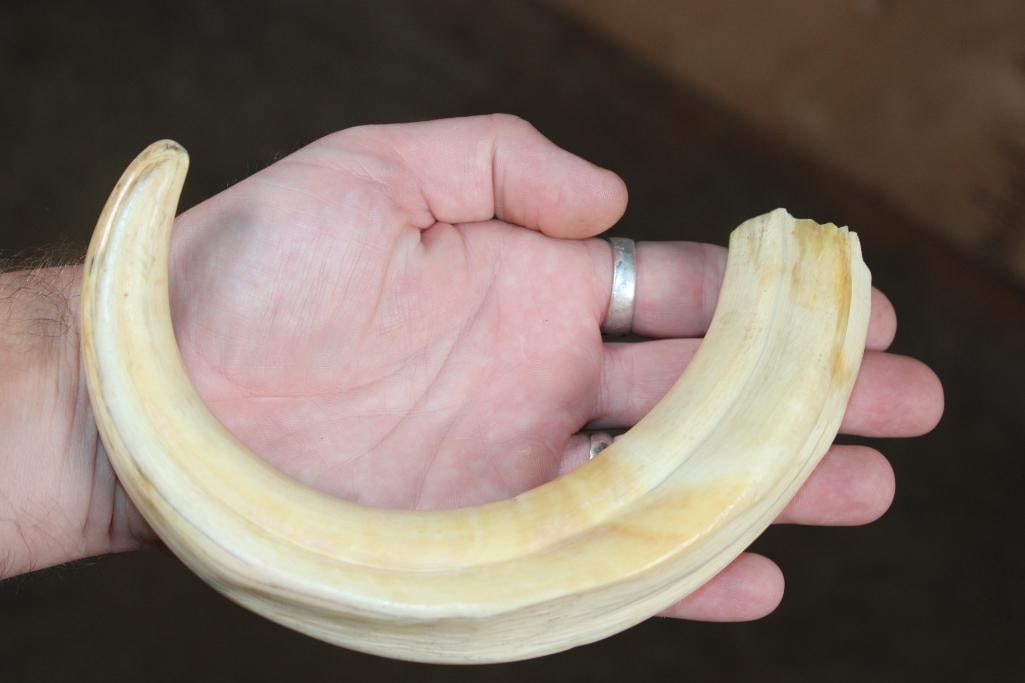Big Set of WARTHOG Tusks - 2