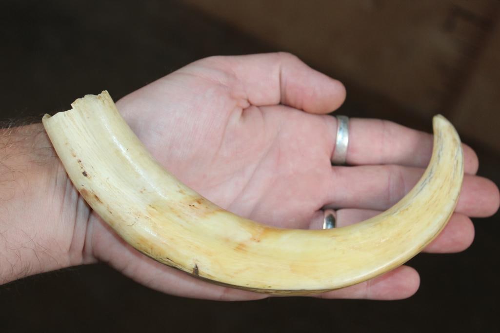 Big Set of WARTHOG Tusks - 3