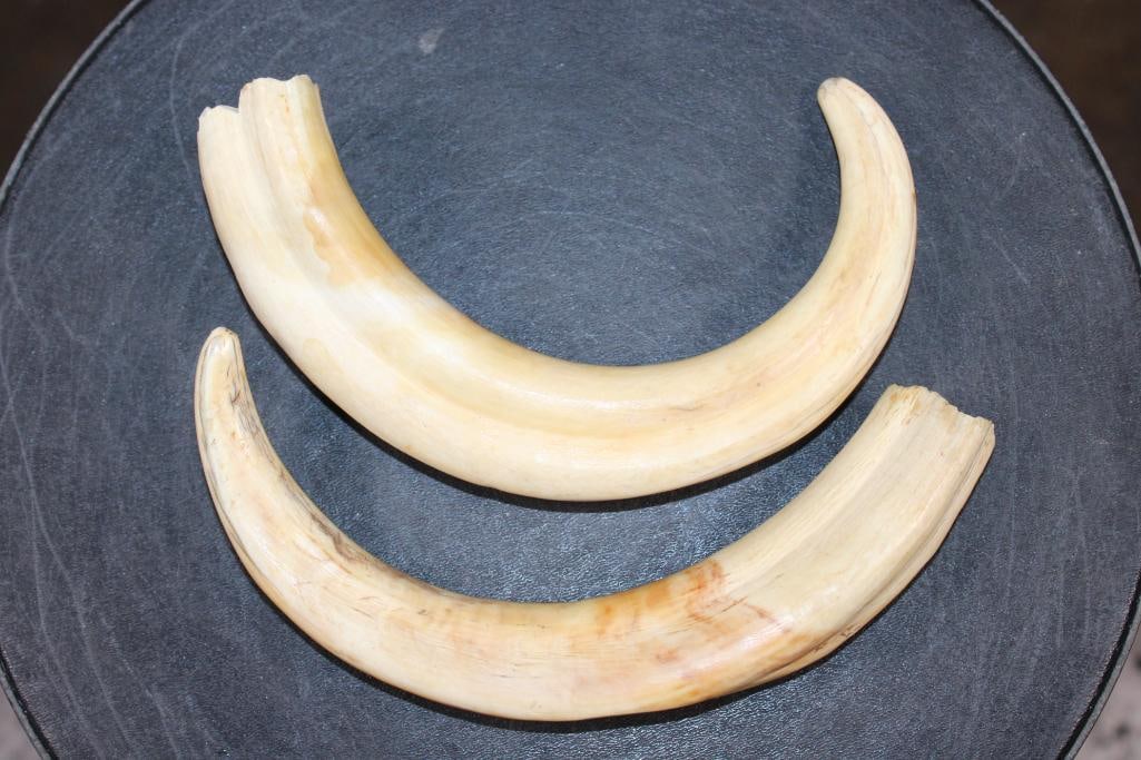Big Set of WARTHOG Tusks - 4