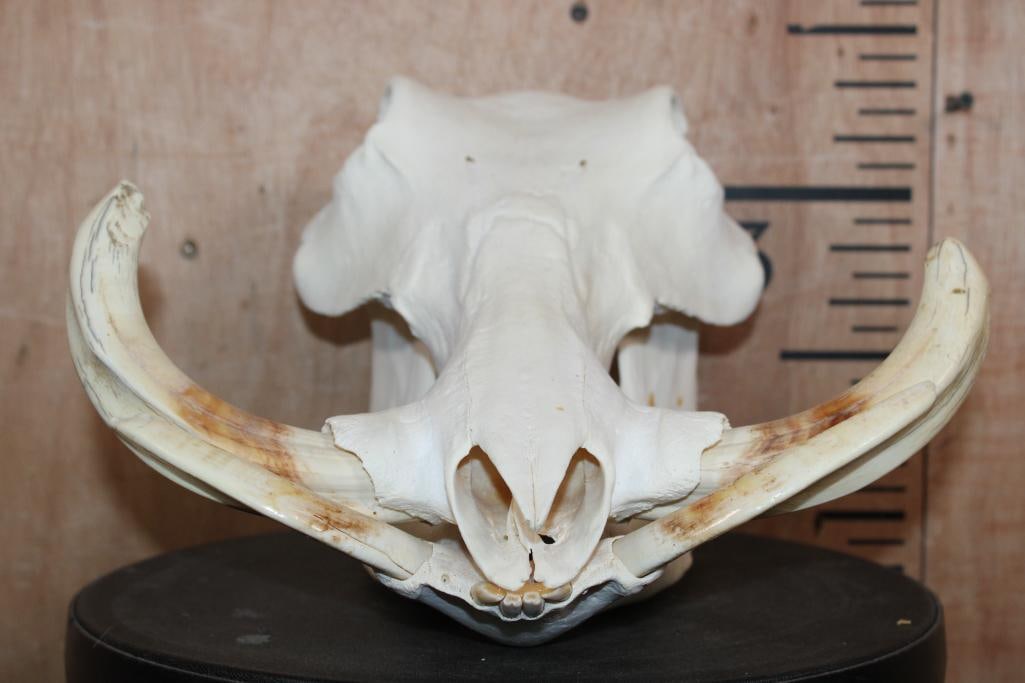 WARTHOG Skull with a Glued Jaw - 2