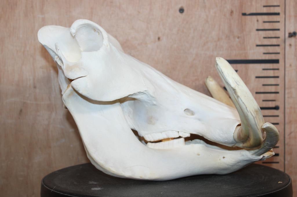 WARTHOG Skull with a Glued Jaw - 3