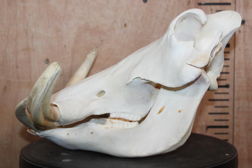 WARTHOG Skull with a Glued Jaw - 4