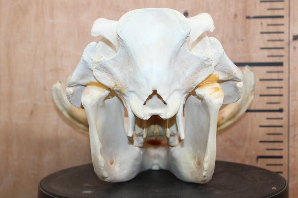 WARTHOG Skull with a Glued Jaw - 5