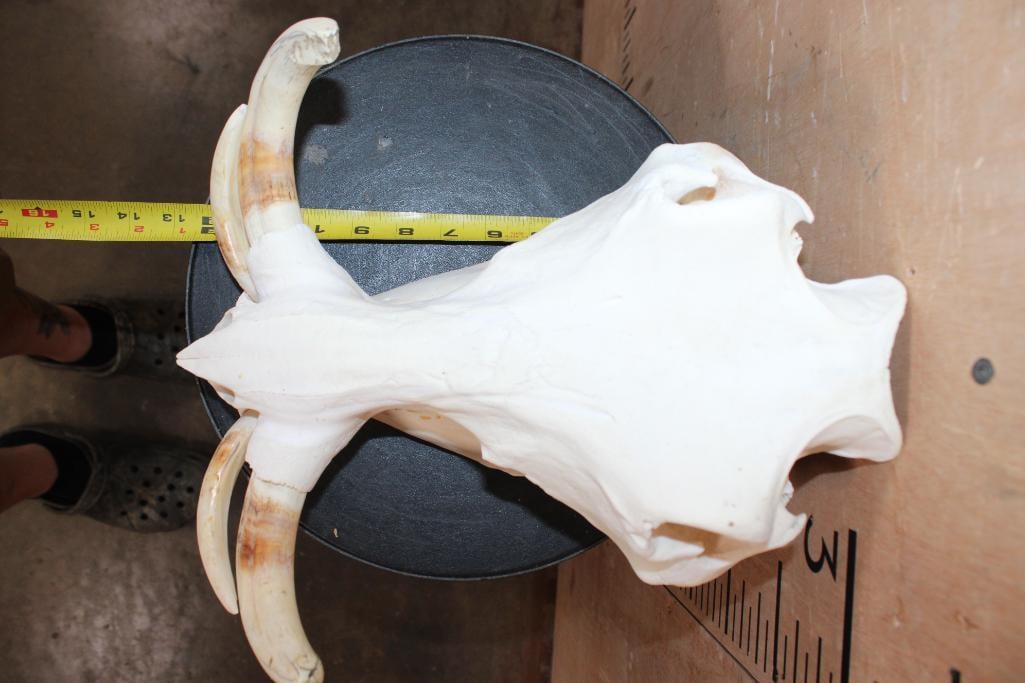 WARTHOG Skull with a Glued Jaw - 6