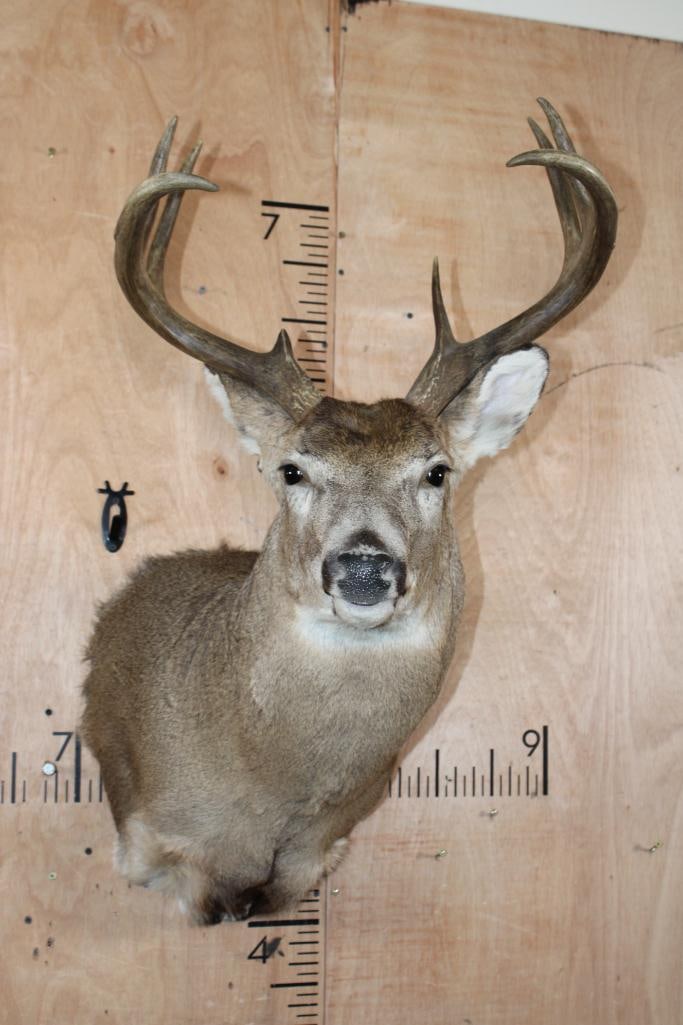 8-Point WHITETAIL DEER Shoulder Mount with a Heavy Rack: Very Nice, Clean, and Newer 8-Point WHITETAIL DEER Shoulder Mount. It has a 19.5" Spread with a Heavy Rack. It was "Taken" from Canada and is in Very Good Condition. TAXIDERMY 