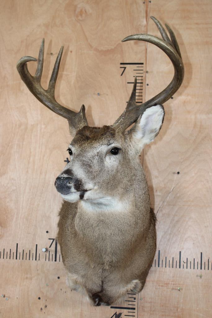 8-Point WHITETAIL DEER Shoulder Mount with a Heavy Rack - 2
