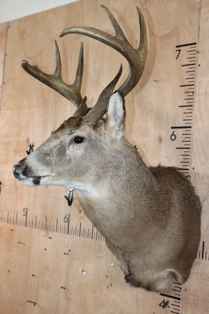 8-Point WHITETAIL DEER Shoulder Mount with a Heavy Rack - 3