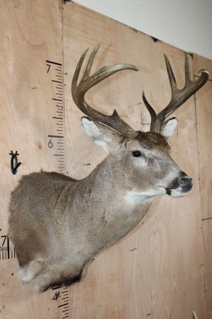 8-Point WHITETAIL DEER Shoulder Mount with a Heavy Rack - 4