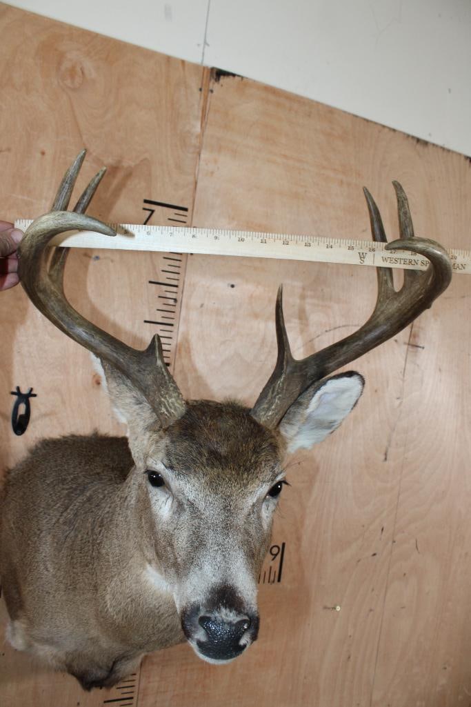 8-Point WHITETAIL DEER Shoulder Mount with a Heavy Rack - 5