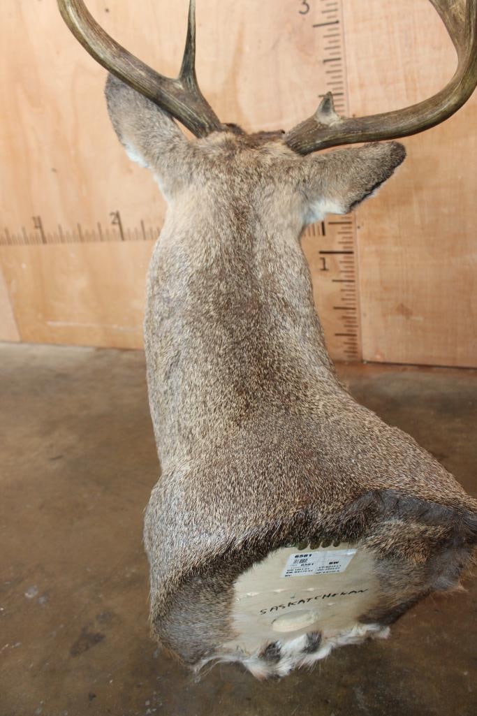 8-Point WHITETAIL DEER Shoulder Mount with a Heavy Rack - 6