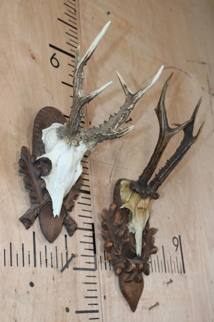 (2) Big ROE DEER Euro Cut Skull Caps on German Style Black Forest Wood Plaques - 2