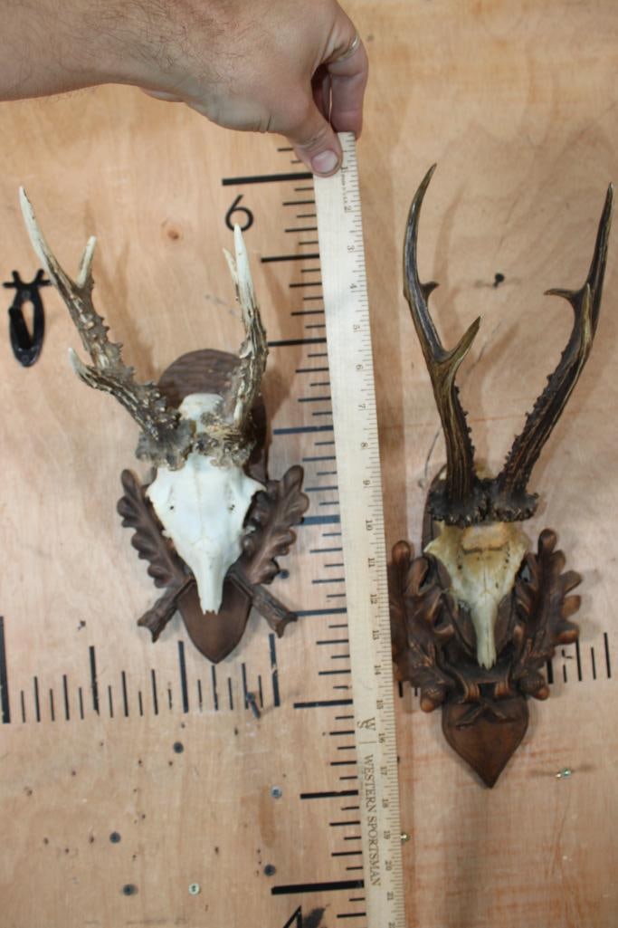 (2) Big ROE DEER Euro Cut Skull Caps on German Style Black Forest Wood Plaques - 7
