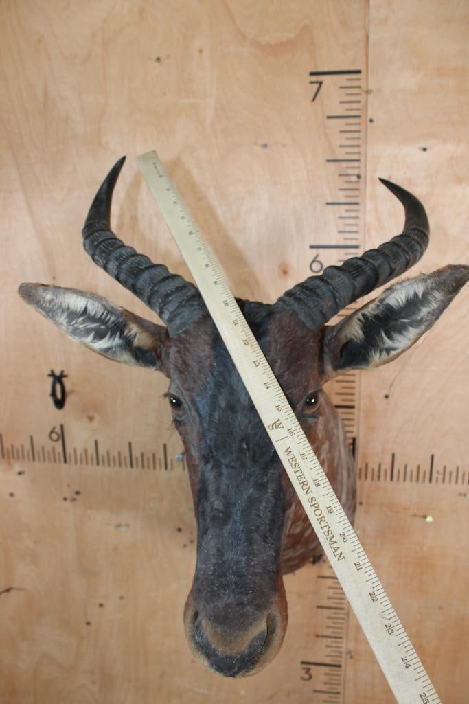 TSESSEBE Shoulder Mount - 4