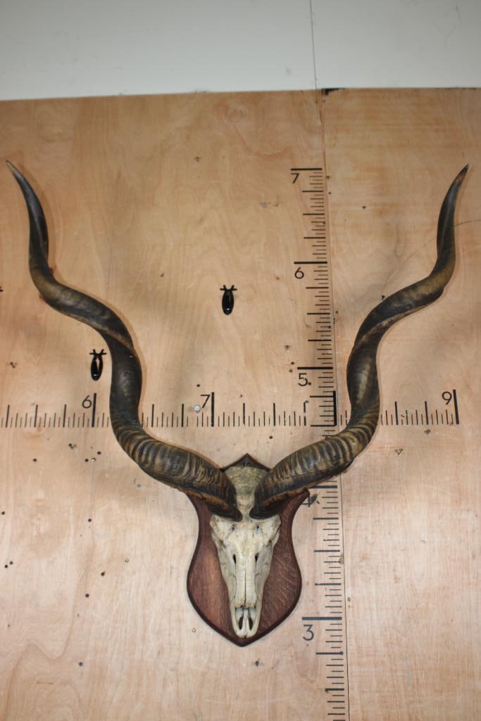 Big Vintage KUDU Euro Mount on a Wood Plaque: Big Vintage KUDU Euro Mount. The Horns measure 50" and 49" Long and are Removable. It is mounted on a Wood Plaque. TAXIDERMY 