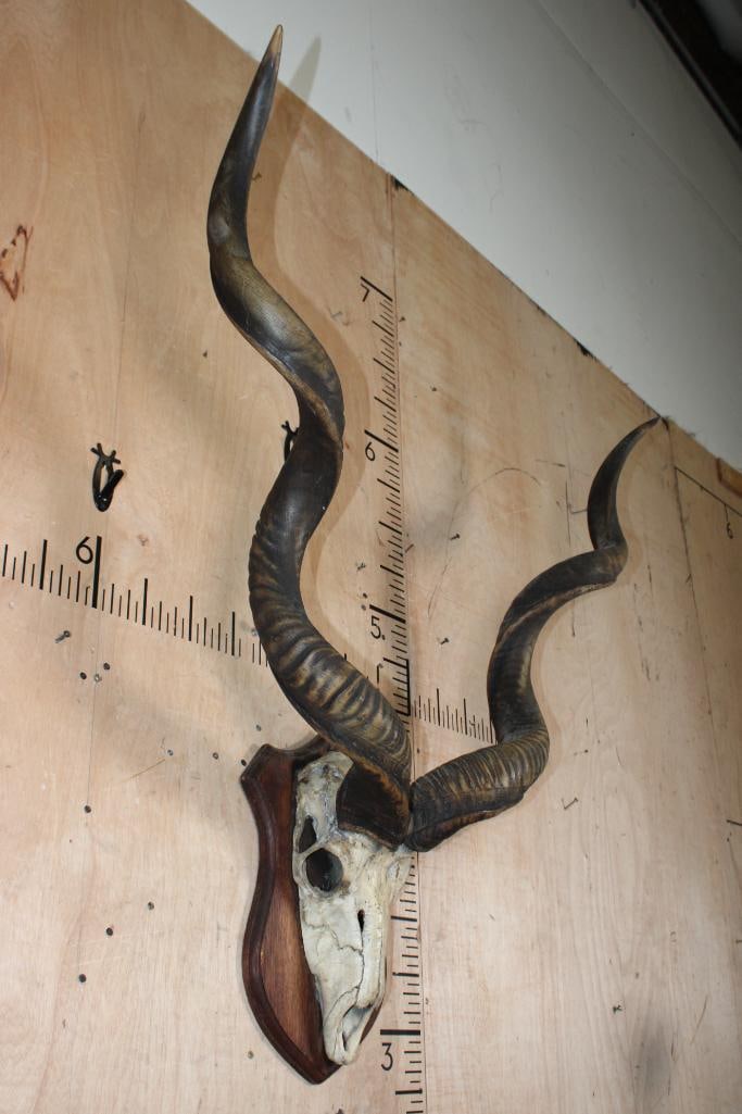 Big Vintage KUDU Euro Mount on a Wood Plaque - 2