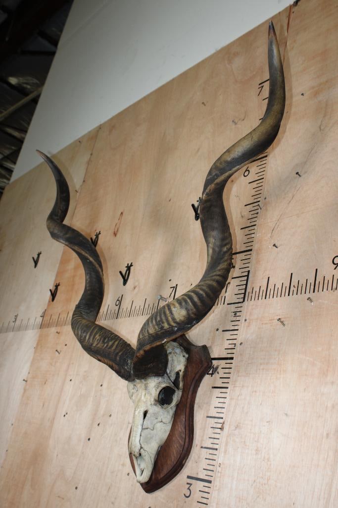 Big Vintage KUDU Euro Mount on a Wood Plaque - 3