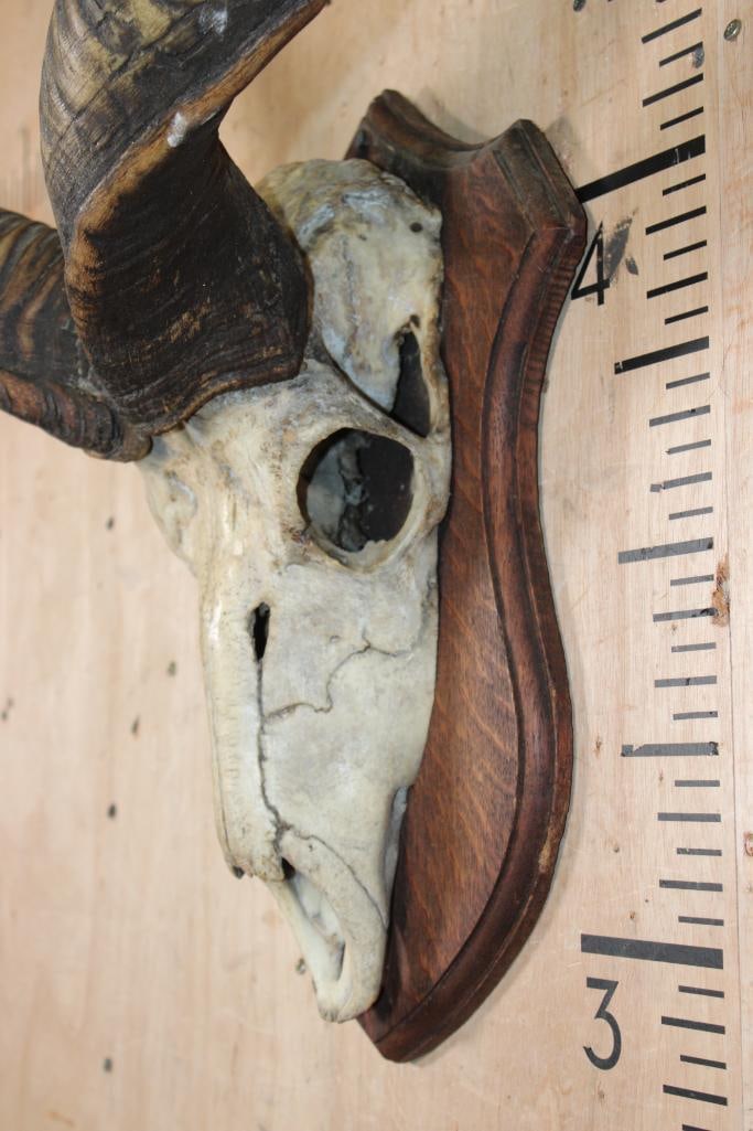 Big Vintage KUDU Euro Mount on a Wood Plaque - 4