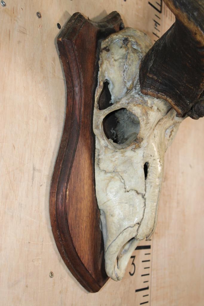 Big Vintage KUDU Euro Mount on a Wood Plaque - 5