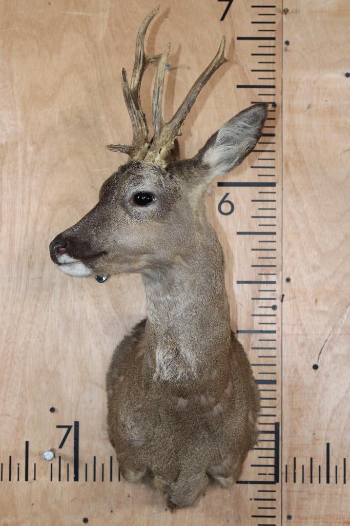 7-Point ROE DEER Shoulder Mount - 2