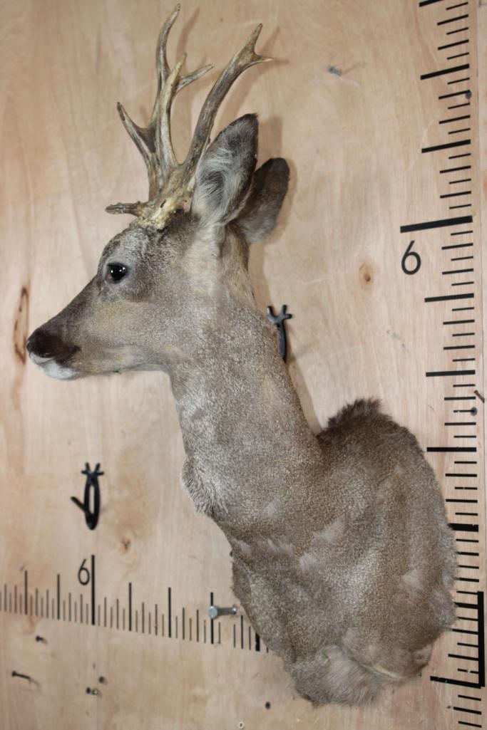 7-Point ROE DEER Shoulder Mount - 3