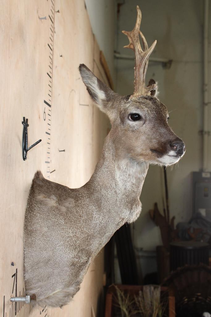 7-Point ROE DEER Shoulder Mount - 4